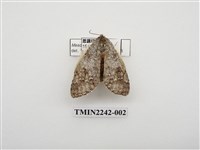 藏品(下黑舟蛾)的圖片